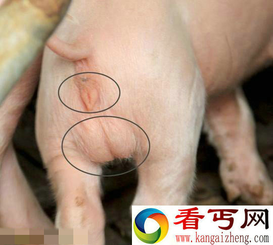 广东化州市平定镇养猪场中变异小猪 特性公母同体