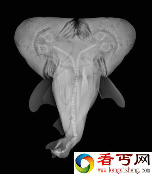 墨西哥湾发现长有双头的公牛鲨 无法在野外存活