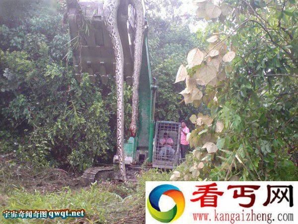 盘点世界各地惨死的巨型大蟒蛇 16.7米大蛇精成榜首