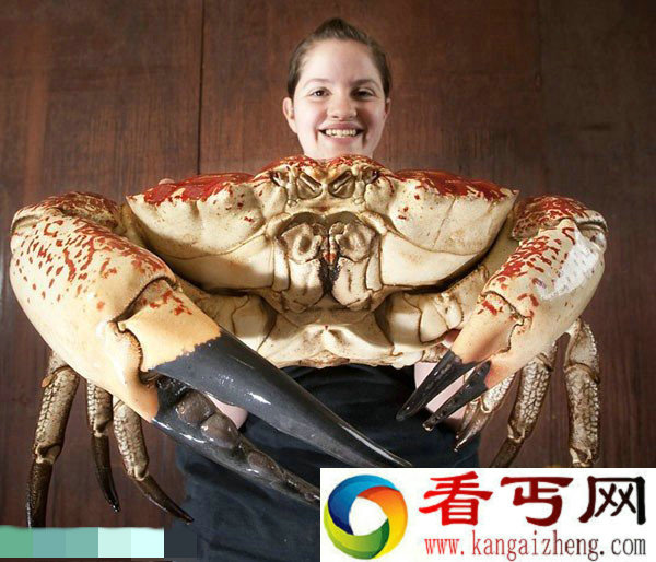 澳大利亚将展出巨型帝王蟹:巨钳大过手掌