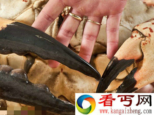 澳大利亚将展出巨型帝王蟹:巨钳大过手掌