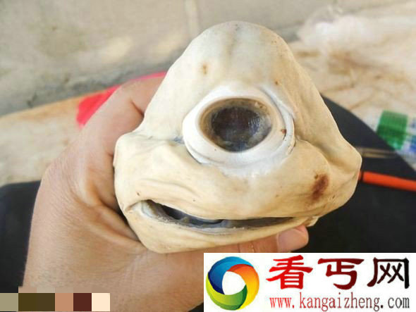 墨西哥现罕见患白化病独眼畸形鲨鱼胎儿