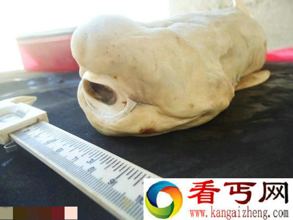 墨西哥现罕见患白化病独眼畸形鲨鱼胎儿