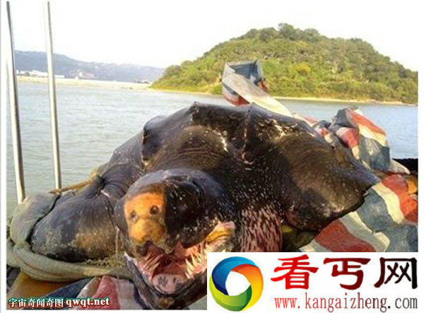 汕头达濠渔民捕获巨型大水怪 水怪真相