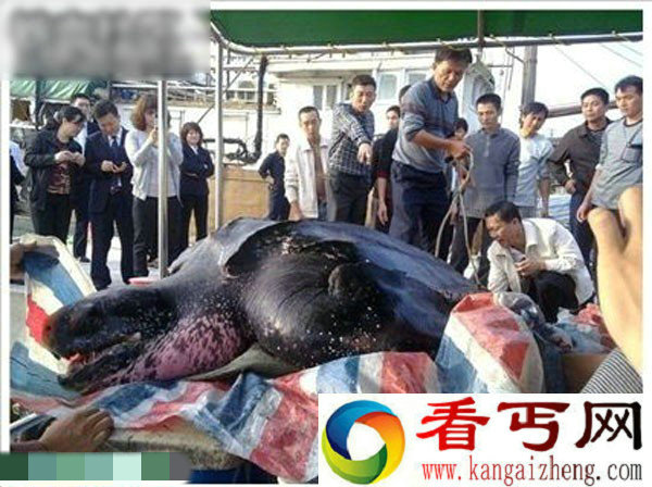 汕头达濠渔民捕获巨型大水怪 水怪真相