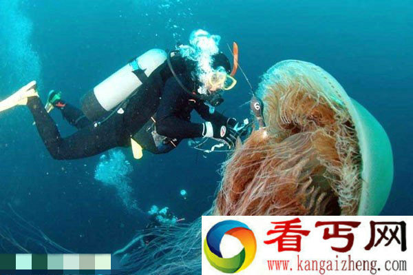 网罗你从未见过的巨型动物 巨型水母泛滥日本部分海域