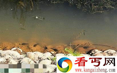 高校湖惊现巨型蝌蚪 脑袋竟有鸡蛋大