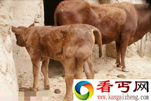 宁夏西吉农家农家老牛生下五腿牛犊畸形怪异