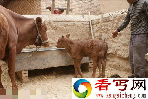 宁夏西吉农家农家老牛生下五腿牛犊畸形怪异