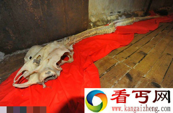 渔民打捞出海兽长龙骨   龙头蛇尾是传说中的海龙鱼