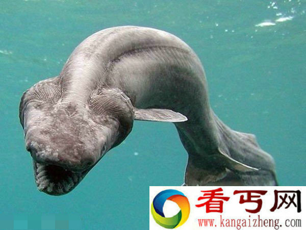 渔民打捞出海兽长龙骨   龙头蛇尾是传说中的海龙鱼