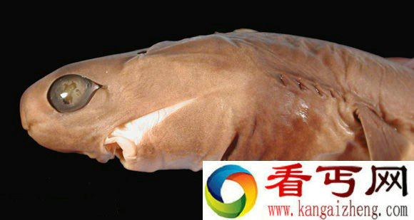 盘点鲨鱼家族十大怪物长相怪异的毯鲨