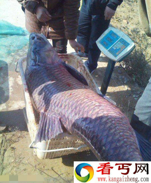 渔民浅水区捕获130斤巨型大草鱼 一辆车都装不下