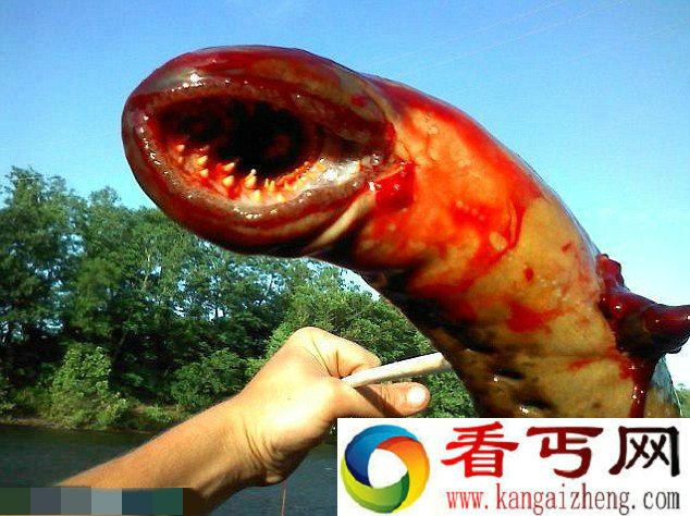 摄影师借特效拍成怪物 鳗鱼变身巨型海洋怪兽