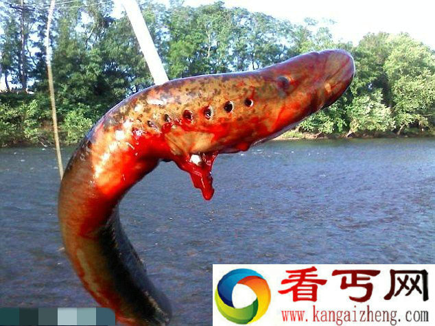 摄影师借特效拍成怪物 鳗鱼变身巨型海洋怪兽