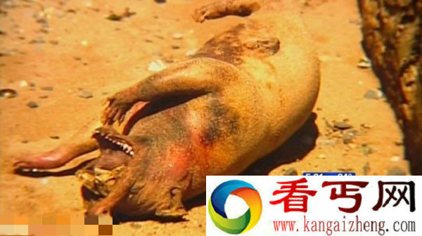美国长岛惊现神秘狰狞怪兽尸体 神秘狰狞怪兽尸体