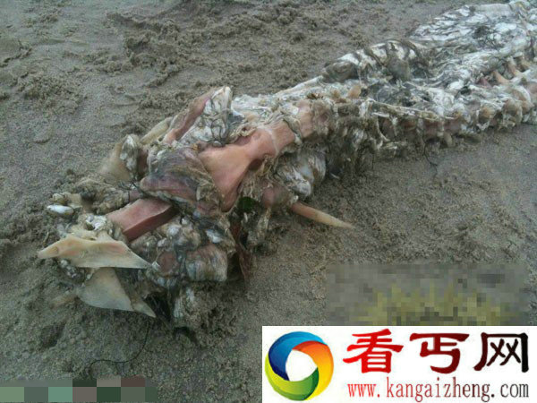 实拍墨西哥海岸惊现怪异的鱼类生物尸体
