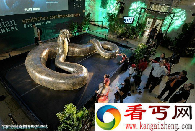 一尊泰坦巨蟒吞食猎物的模型15米长重1吨吞鳄鱼