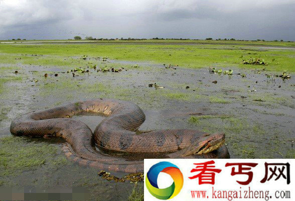 图集世界各地大到无法想象的巨大蟒蛇