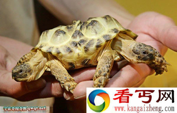 双头五腿龟奇特造型令人惊叹