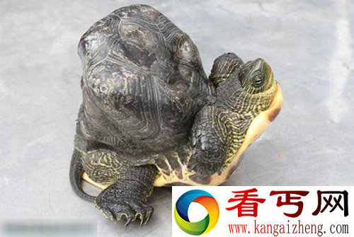 台云林畸形乌龟被误以为土块 街坊围观称奇