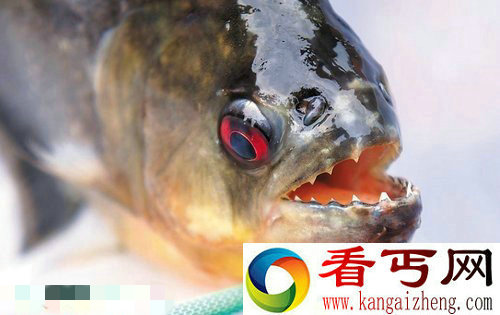 广西柳州食人鱼连袭2人 盘点全球凶猛吃人"鱼怪"