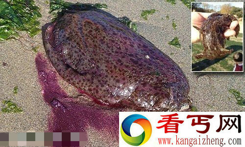 美海岸惊现酷似人心脏的怪异海兔