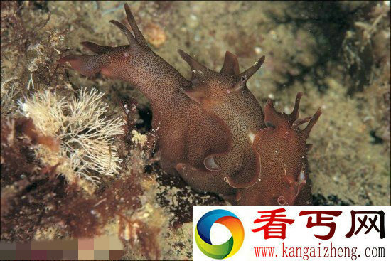美海岸惊现酷似人心脏的怪异海兔