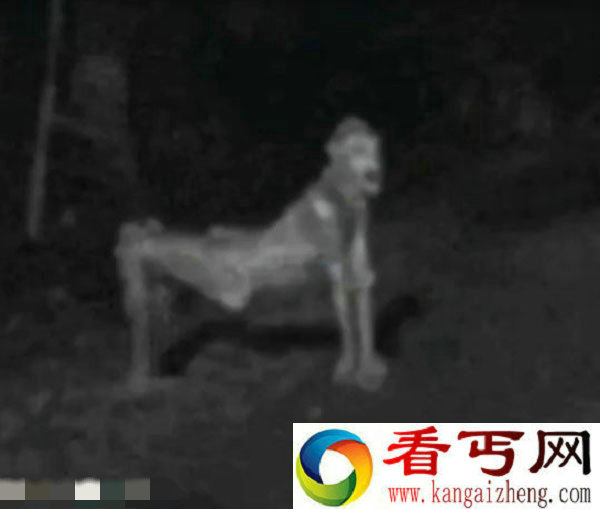 新墨西哥州惊现奇异生物被称为皮行者