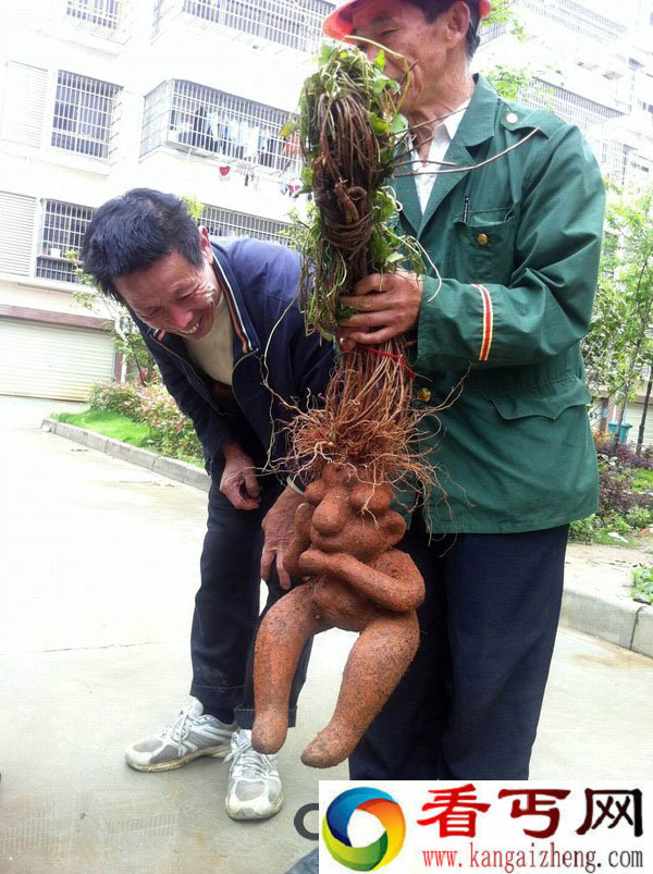 江西德安挖出长得跟人一样的何首乌
