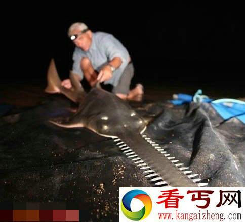 你知道可怕的锯刀狂魔是哪些动物吗？