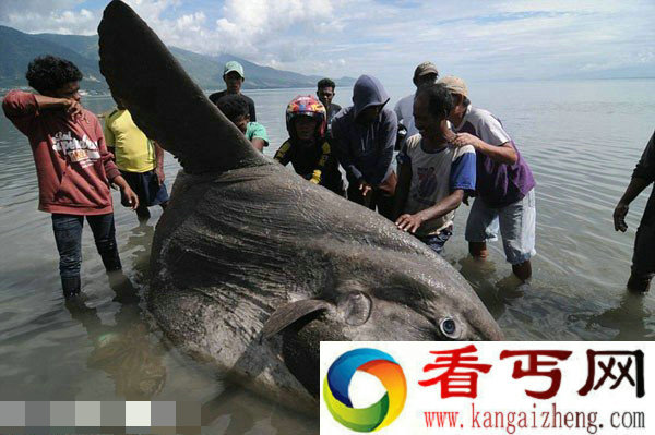 罕见翻车鱼被海浪冲上印尼海岸 发现时已经死亡