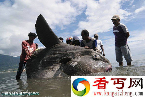罕见翻车鱼被海浪冲上印尼海岸 发现时已经死亡