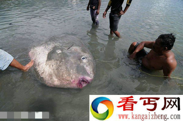 罕见翻车鱼被海浪冲上印尼海岸 发现时已经死亡