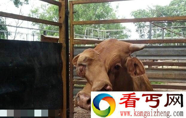 惊叹！澳大利亚出售一只“双脸牛”