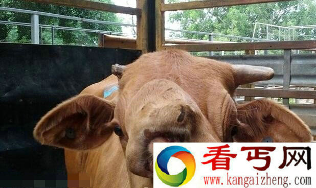 惊叹！澳大利亚出售一只“双脸牛”