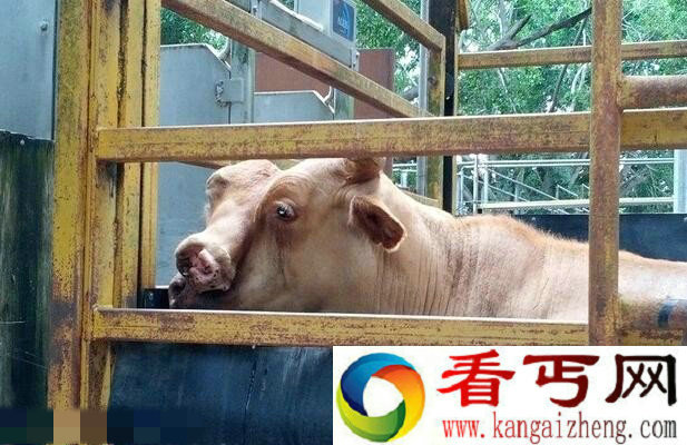 惊叹！澳大利亚出售一只“双脸牛”