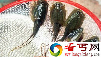 广汉市农户稻田惊现三只眼生物
