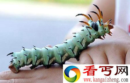角蠋蛾幼虫 酷似龙形