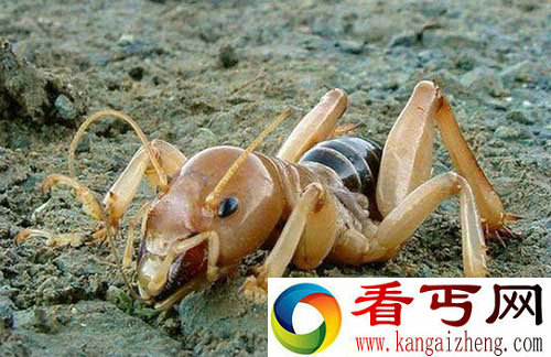马铃薯虫 喜欢以死亡植物和动物为食