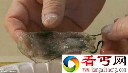 罕见海洋生物 有触角酷似水母