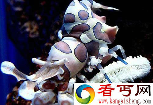 丑角虾 模样奇特的水下生物