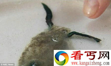 罕见海洋生物 有触角酷似水母