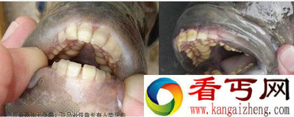 亚马逊恐怖怪鱼 牙齿像人
