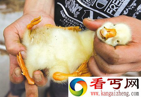 三穗县发现四条腿小鸭子长