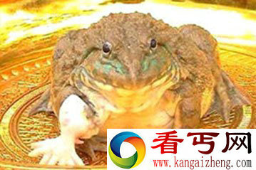 7只脚的青蛙 发现在泰国一佛寺