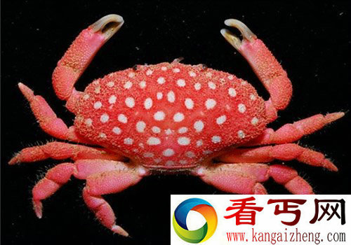 盘点世界罕见奇异动物大合集
