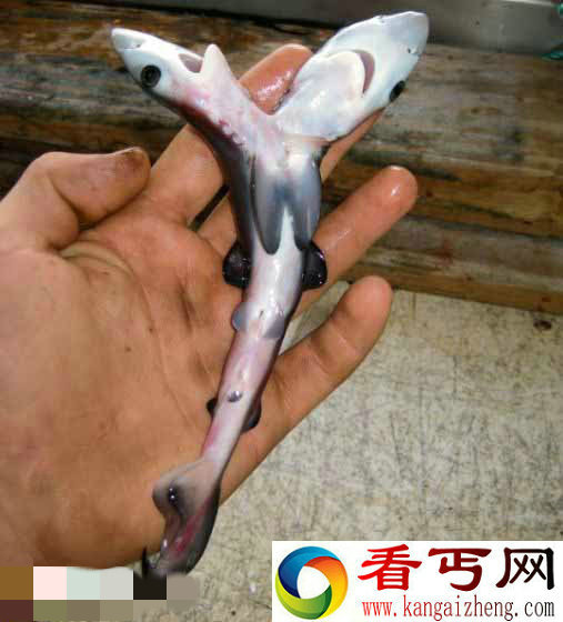澳大利亚现双头大青鲨 从怀孕母体取出【图】