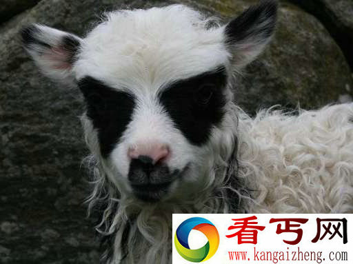 挪威小羊羔酷似蝙蝠侠 人称它为‘蝙蝠羊’