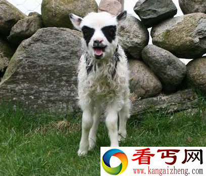 挪威小羊羔酷似蝙蝠侠 人称它为‘蝙蝠羊’